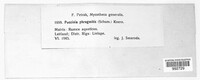 Puccinia phragmitis image